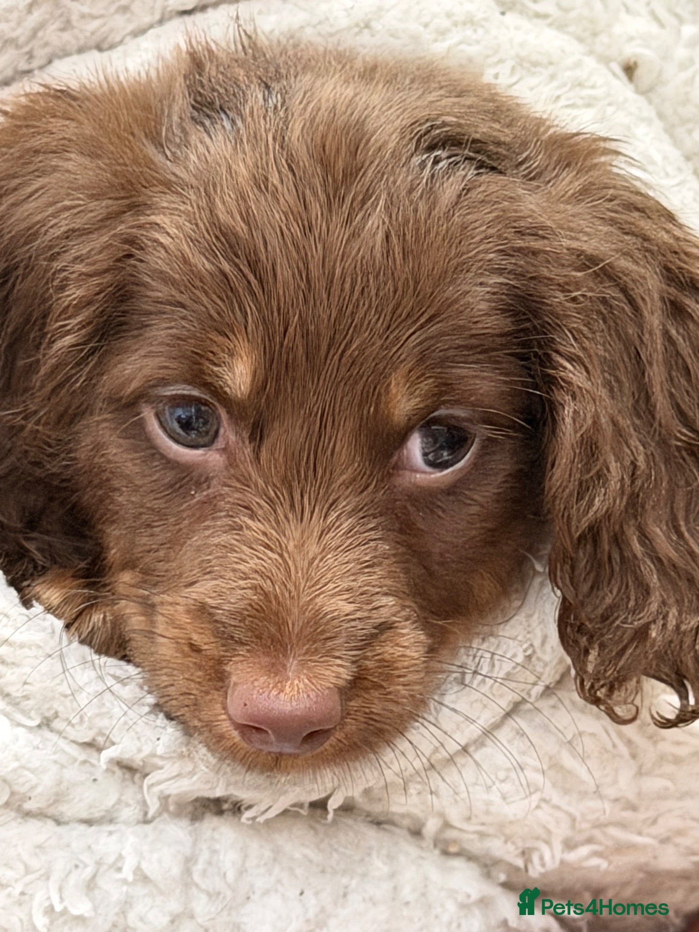 Dachshund dogs True miniature dachshund boys ready now  - Advert 4