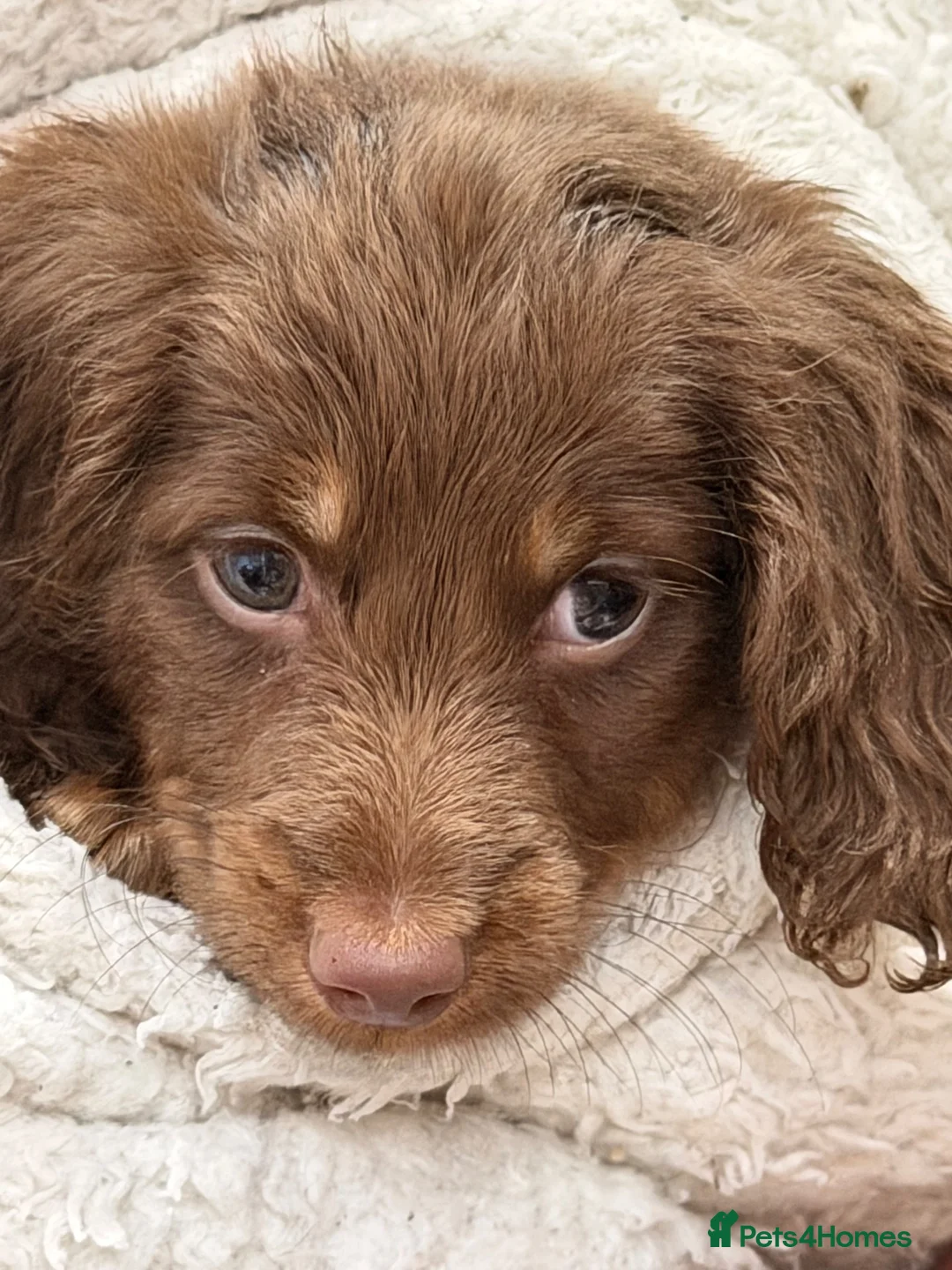 Dachshund dogs for sale: True miniature dachshund boys ready now  - Advert 1