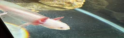 Axolotl reptiles for sale: Leucistic axolotl  - Advert 5