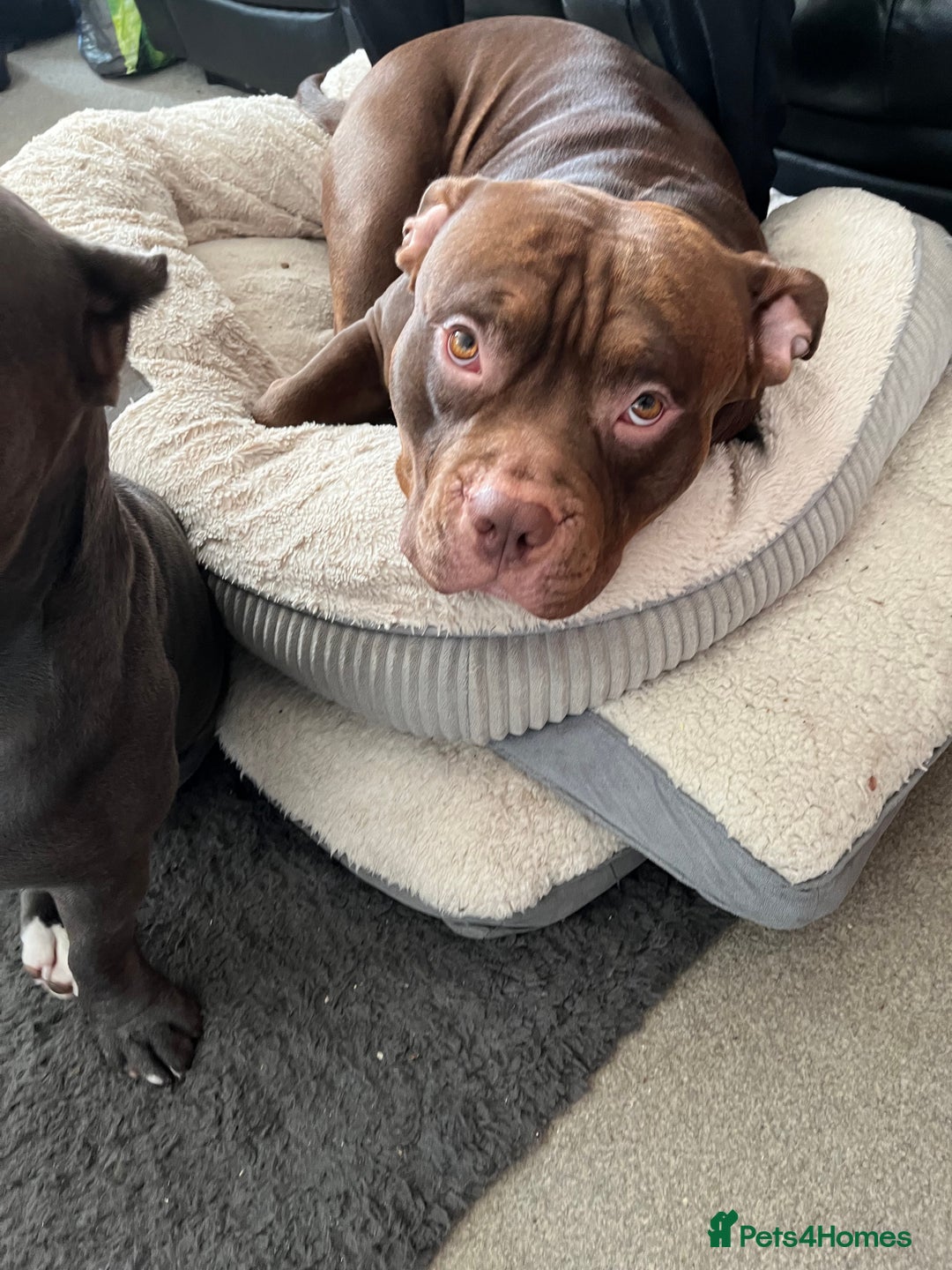 American Bully dogs for sale: Pocket bullies puppies for sale - Image 2