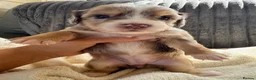 Mixed Breed dogs for sale: CHI SPANIEL PUPPIES READY 5th SEP - Advert 19