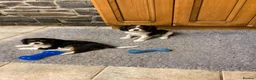 Cavalier King Charles Spaniel dogs for sale: KC cavalier tri boy from health tested parents - Advert 4