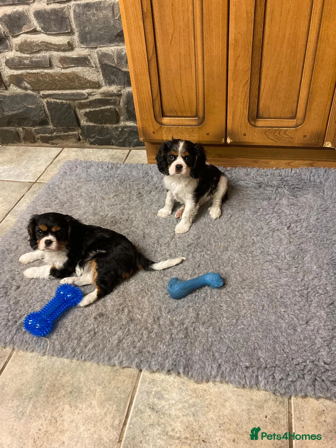 Cavalier King Charles Spaniel dogs for sale: KC cavalier tri boy from health tested parents - Advert 4