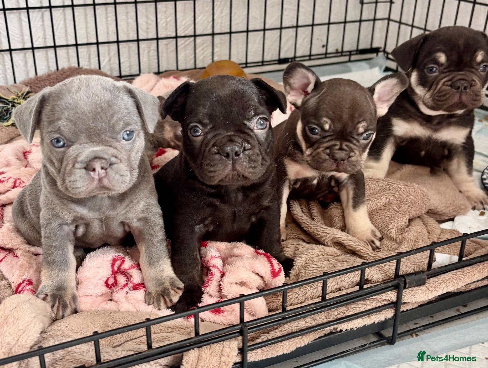 French Bulldog dogs 🩶🤍🤎 A Quality Box Of Frenchies 🩶🤍🤎 - Advert 1