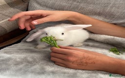 Mini Lop rabbits for sale: Beautiful mini lop babies - super temperaments - Image 1