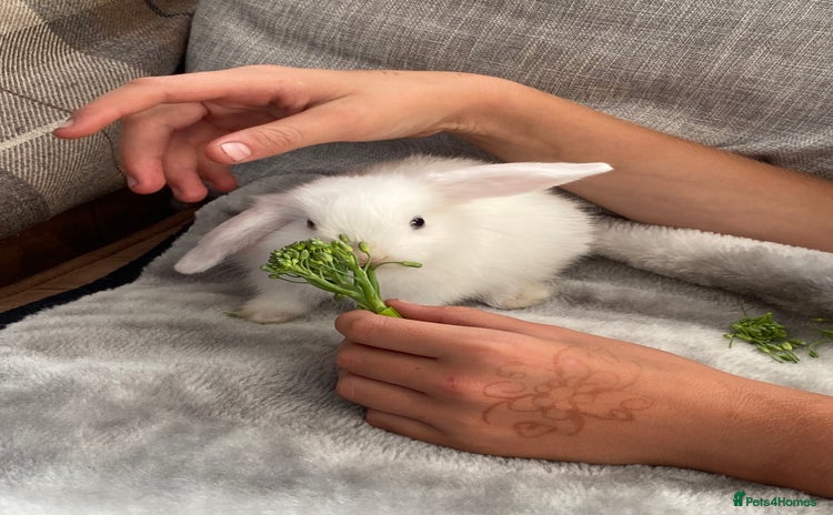 Mini Lop rabbits - Advert 13