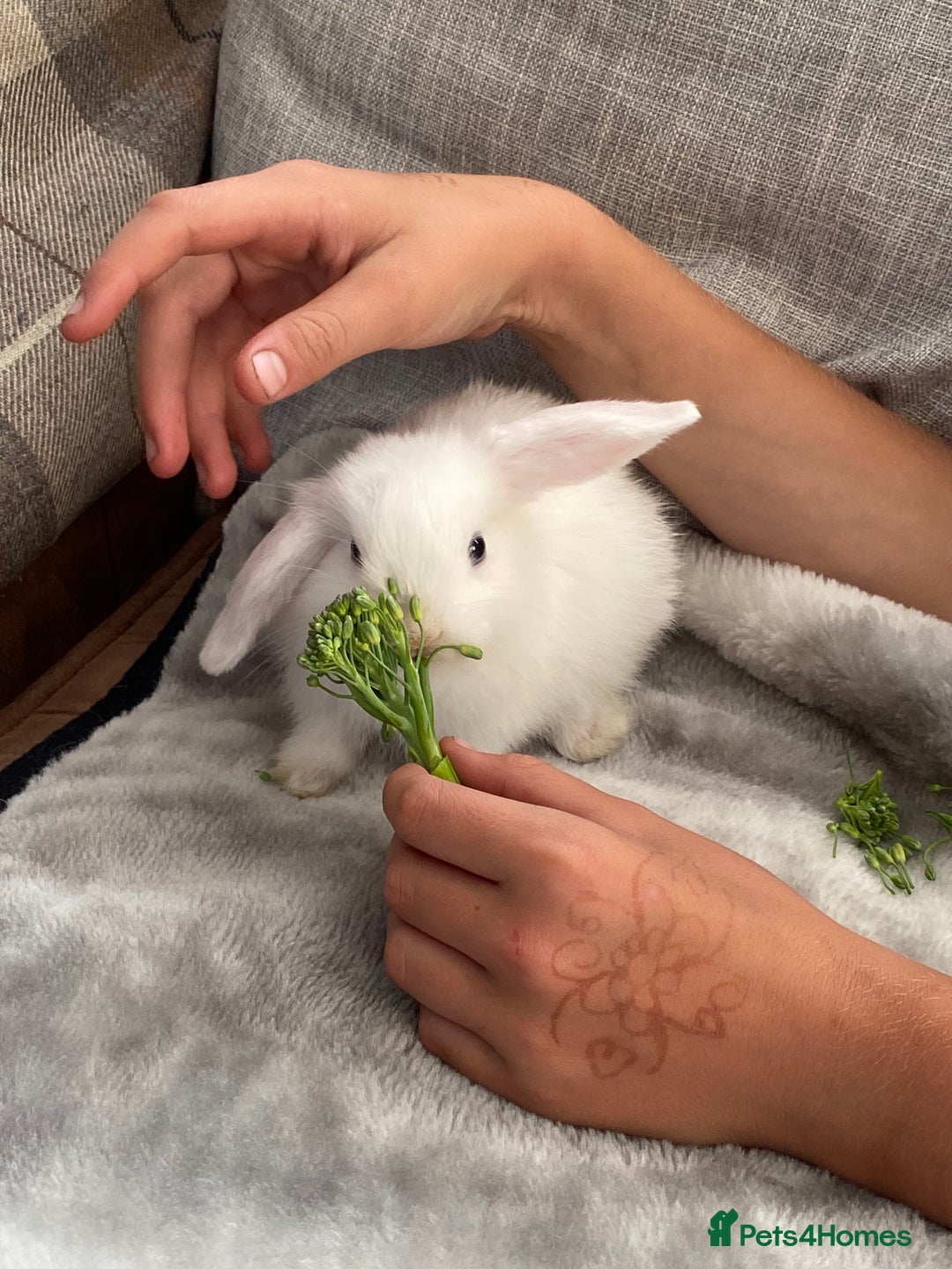 Mini Lop rabbits for sale: Beautiful mini lop babies - super temperaments - Image 1