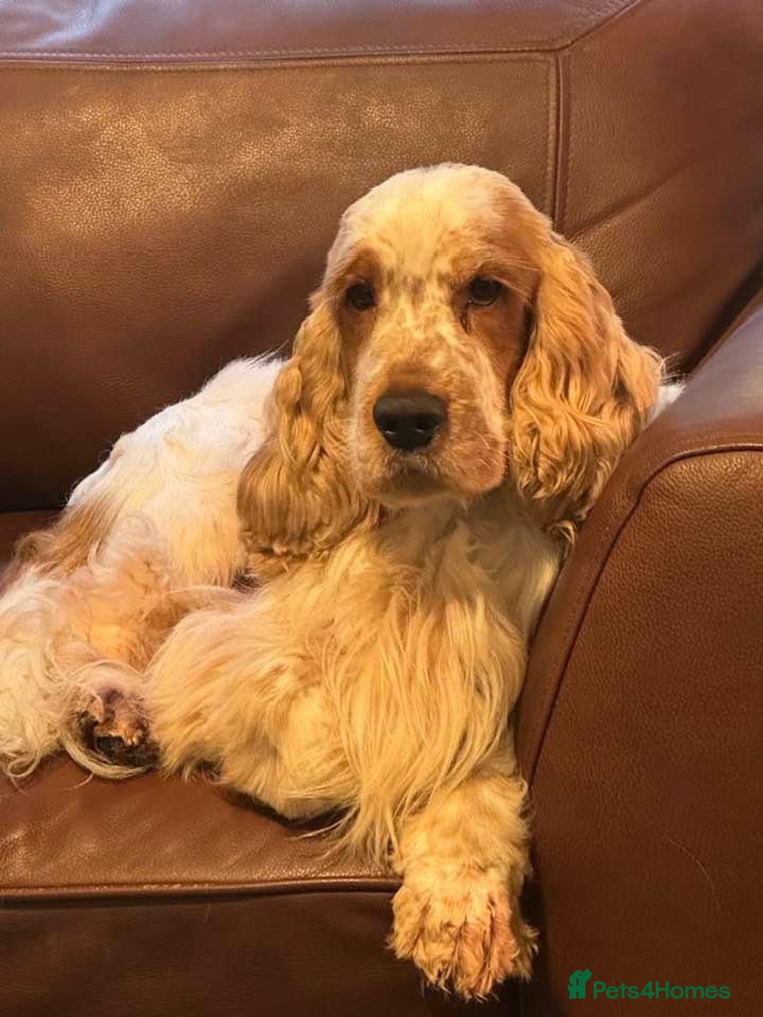 Cocker Spaniel dogs for sale: Show Cocker litter expected December 2025 - Advert 2