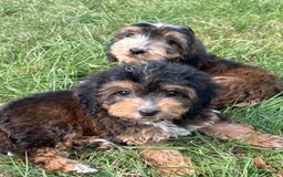 Cockapoo dogs for sale: Stunning F1 cockerpoo puppies - Image 18