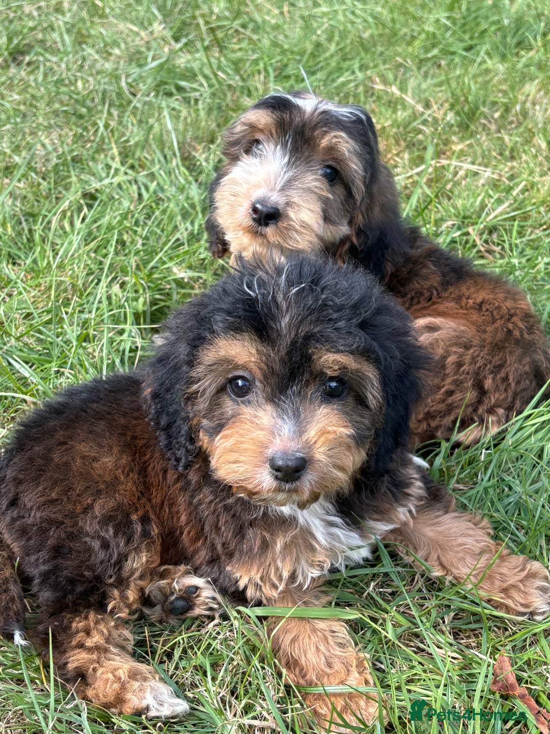 Cockapoo dogs for sale: Stunning F1 cockerpoo puppies - Image 18