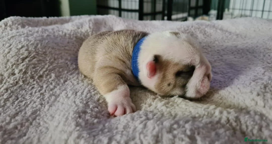 English Bulldog dogs for stud: 👑 KING: The Right Male for Your Bulldog Litter - Advert 2