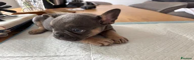 French Bulldog 5