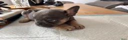 French Bulldog dogs for sale: French bulldog ( fluffy bloodline) - Advert 35