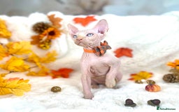 Sphynx cats for sale: 7 adorable Sphynx  looking for their forever home - Image 33