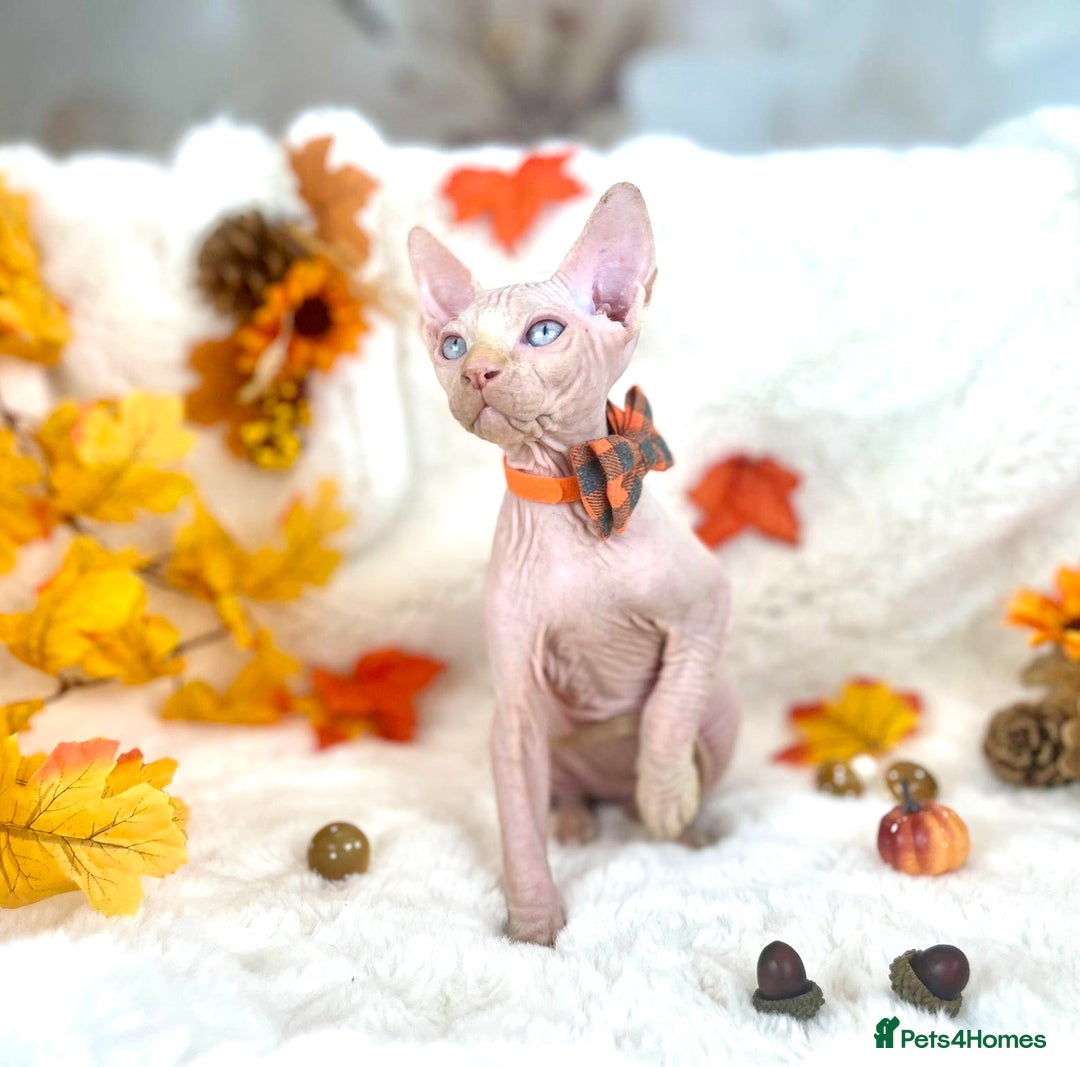 Sphynx cats for sale: 7 adorable Sphynx  looking for their forever home - Image 33