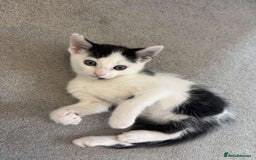 British Shorthair cats for sale: british shorthair kittens for sale - Image 2