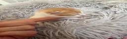 Mixed Breed cats for sale: Beautiful babies  - Advert 10