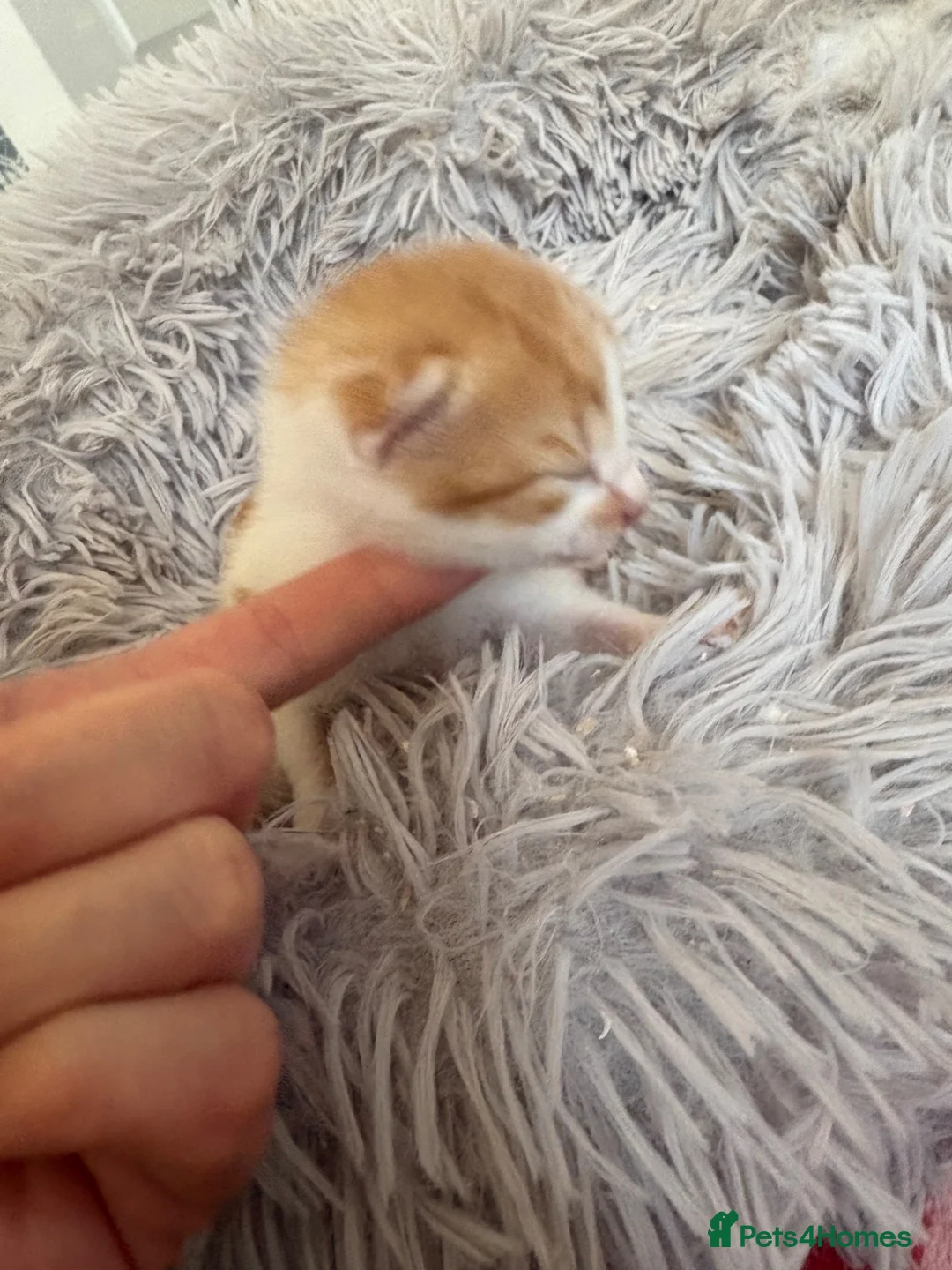 Mixed Breed cats for sale: Beautiful babies  - Advert 10