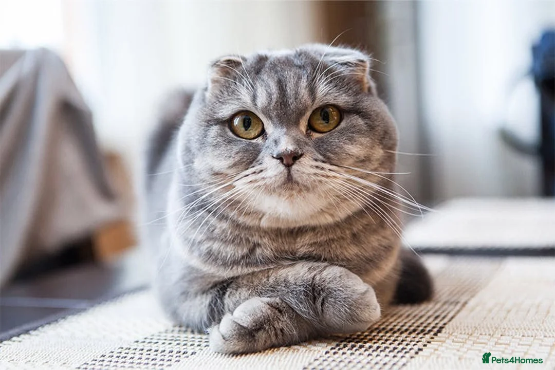 Scottish Fold cats for sale: Scottish fold 4months old  - Advert 3