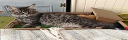 Maine Coon cats for sale: Purebred Maine Coon Kittens.Blue,Black Smoke,Tabby - Advert 17