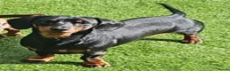 Miniature Dachshund dogs for stud: Black & tan Miniature Dachshund  - Advert 4