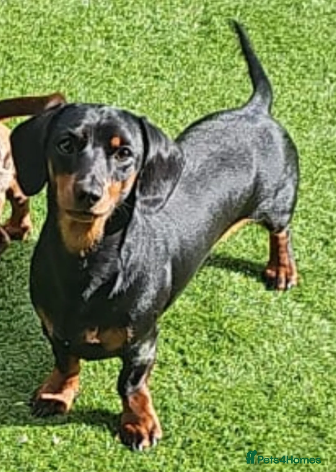 Miniature Dachshund dogs for stud: Black & tan Miniature Dachshund  - Advert 4