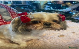 Shih Tzu dogs for sale: Shih Tzu puppies  - Image 11
