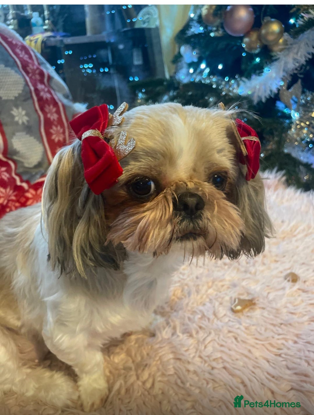 Shih Tzu dogs for sale: Shih Tzu puppies  - Image 11