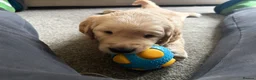Golden Retriever dogs for sale: 3 Golden Retriver Puppies - Advert 15