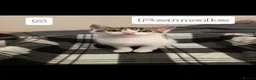 Mixed Breed cats for sale: Sweet little babies.  - Advert 2