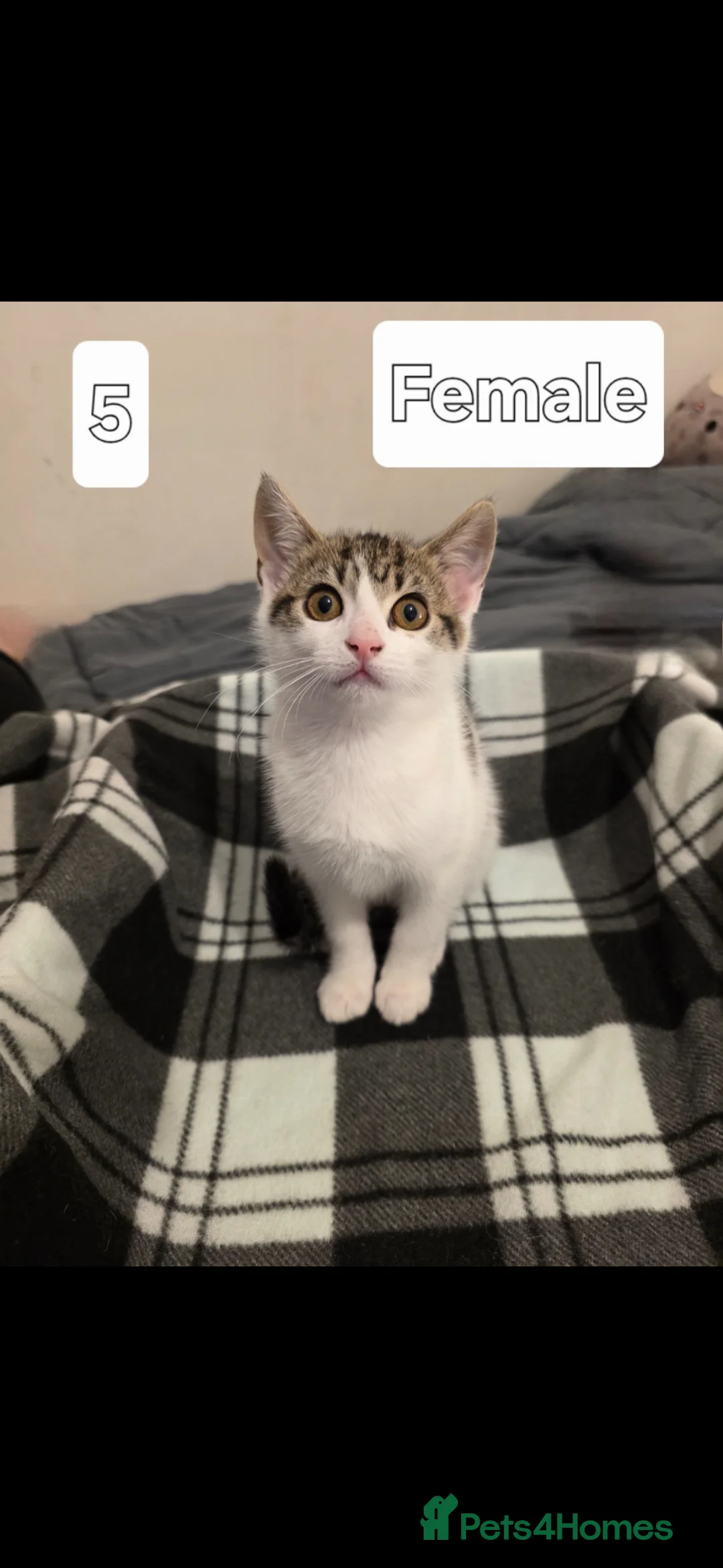 Mixed Breed cats for sale: Sweet little babies.  - Advert 2
