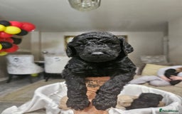 Standard Poodle dogs for sale: Stunning 5* Standard chunky poodle puppies 🐶  - Image 19