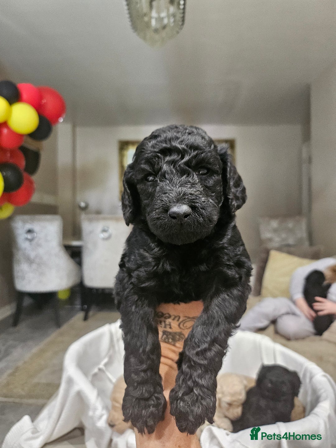 Standard Poodle dogs for sale: Stunning 5* Standard chunky poodle puppies 🐶  - Image 19
