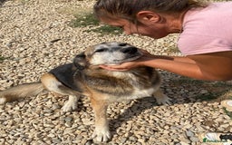 Mixed Breed dogs for adoption: Playful Kaya is Waiting for Her Forever Home! ❤️ - Image 3
