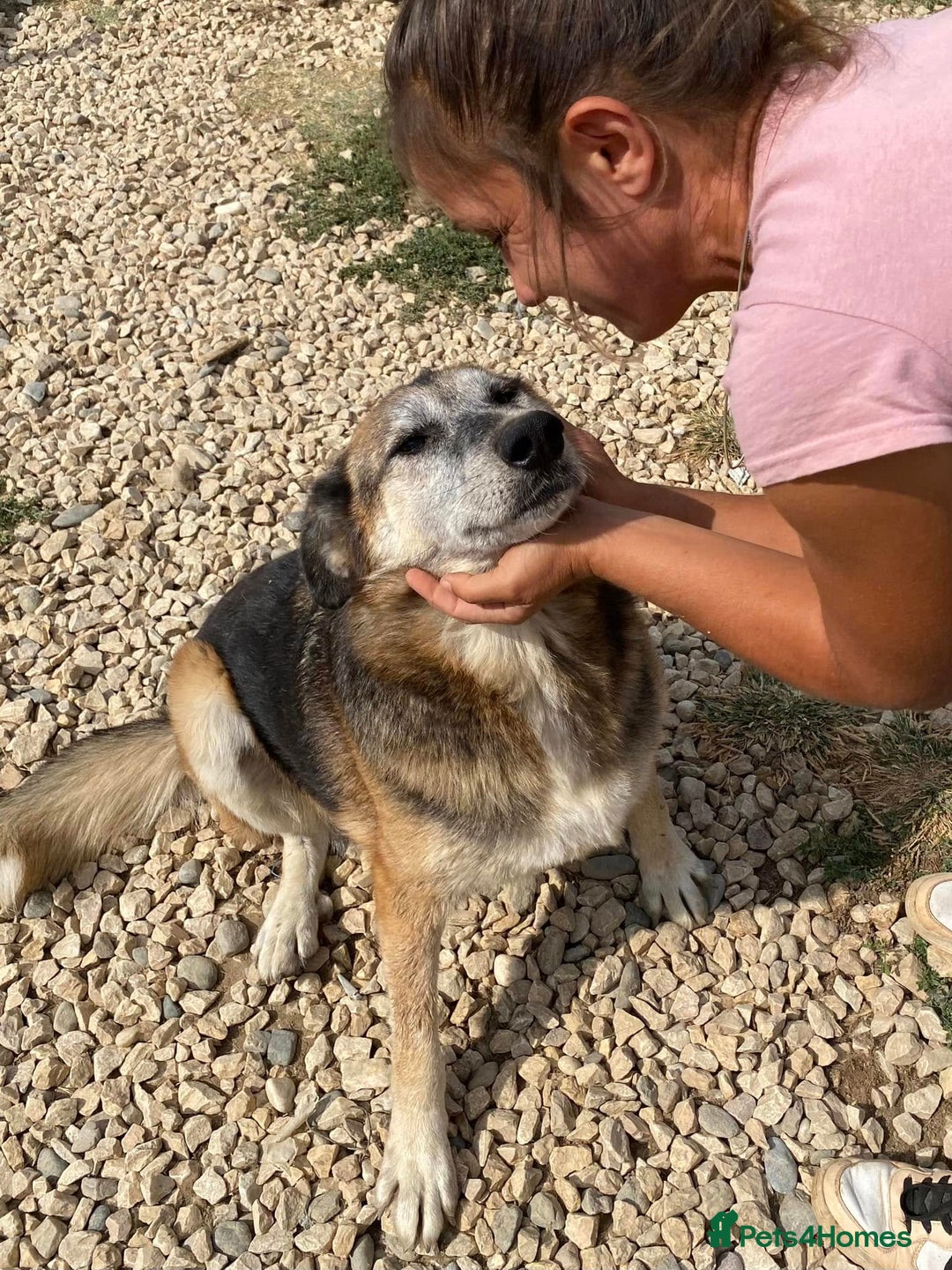 Mixed Breed dogs for adoption: Playful Kaya is Waiting for Her Forever Home! ❤️ - Image 3
