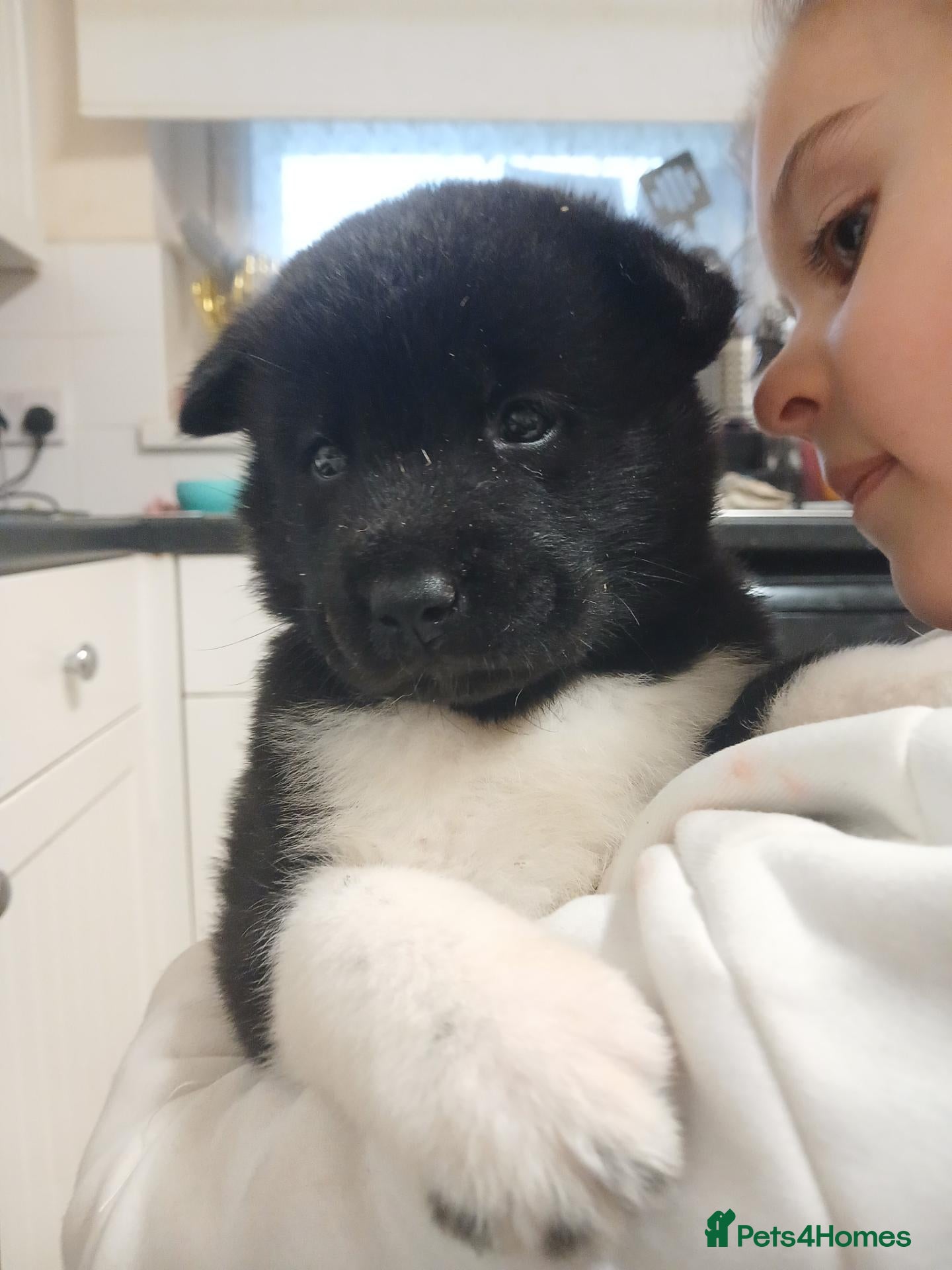Akita dogs for sale: American Akita PUPPIES  - Advert 1