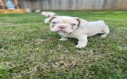 French Bulldog dogs for sale: ** carrying fluffy French bulldog - Image 2