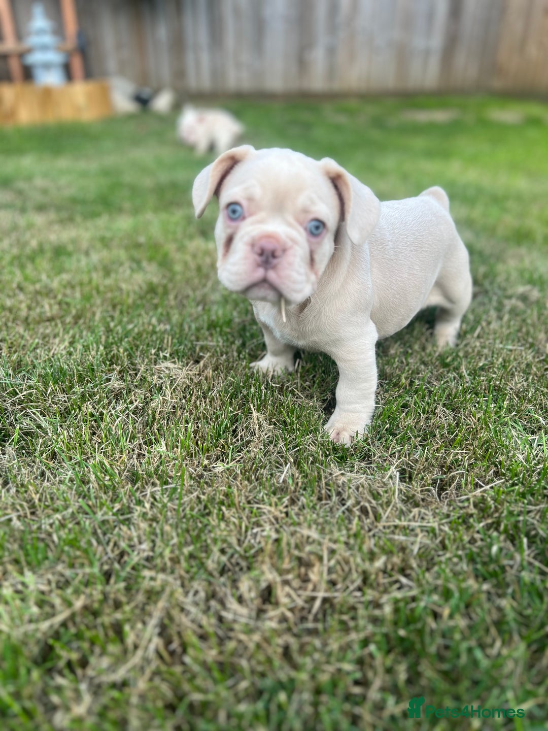 French Bulldog dogs for sale: ** carrying fluffy French bulldog - Image 2