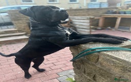 Cane Corso dogs for sale: Cane corso for sale - Image 6
