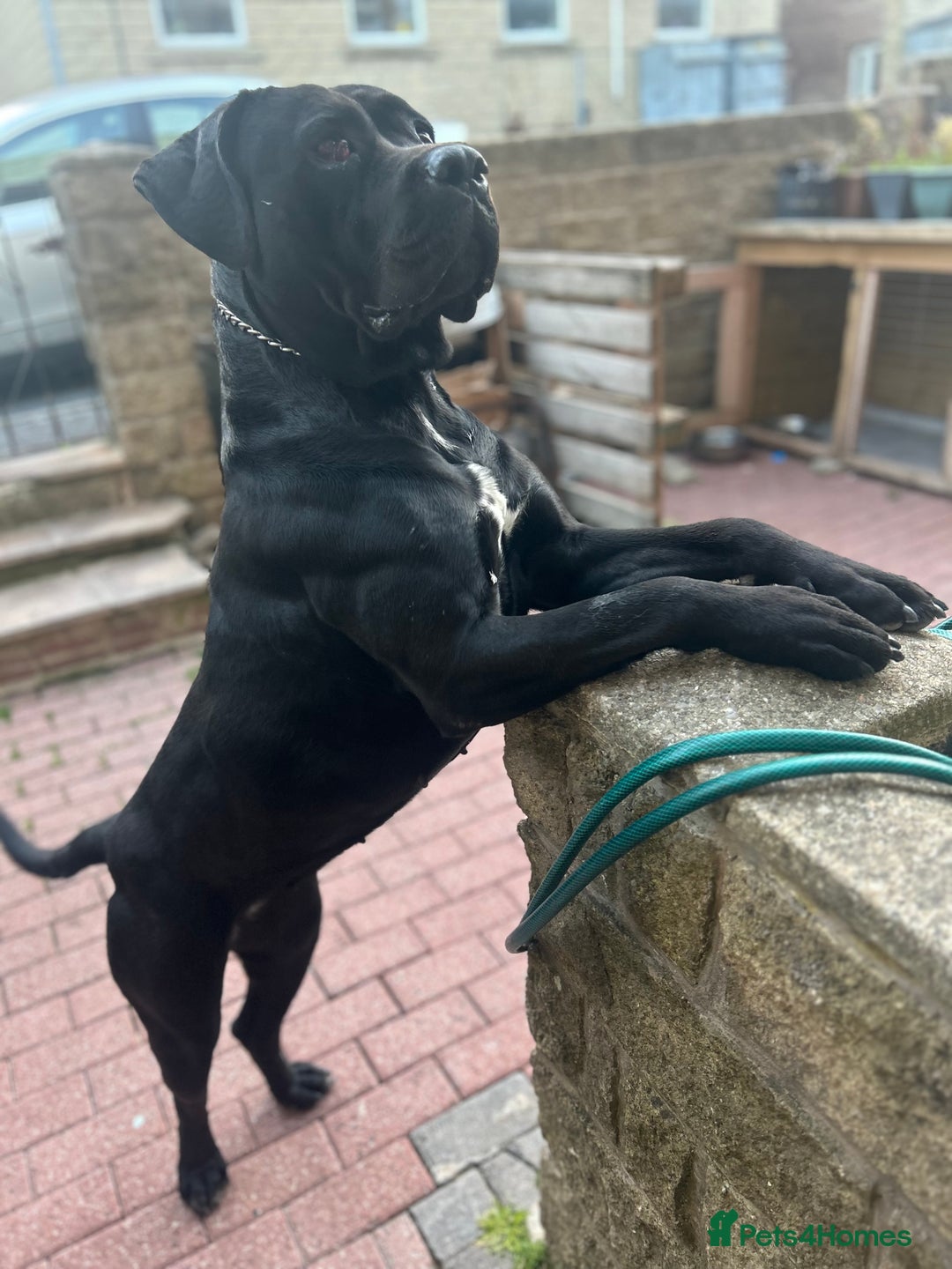 Cane Corso dogs for sale: Cane corso for sale - Image 6