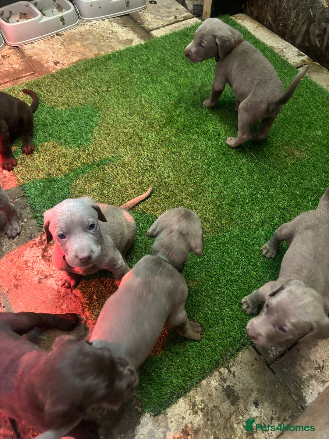 Mixed Breed dogs for sale: Pointer puppies  - Image 5