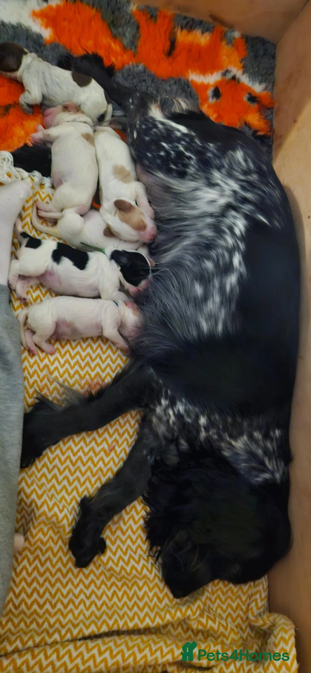 Cocker Spaniel dogs for sale: Beautiful kc cocker spaniel puppies  - Advert 2