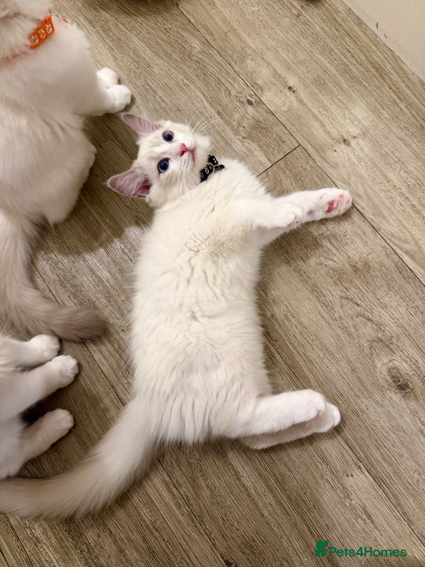 Ragdoll cats Adorable Playful and Cuddly Pedigree Ragdolls! - Advert 2