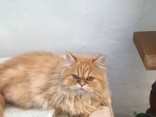 Persian cats Adorable 5 month Persian Kitten - Advert 3