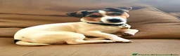 Mixed Breed dogs for sale: Jack Russel cross border puppies  in Tredegar - Advert 19