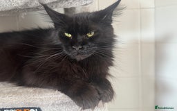 Maine Coon cats for sale: Mainecoon pure kittens  - Image 10