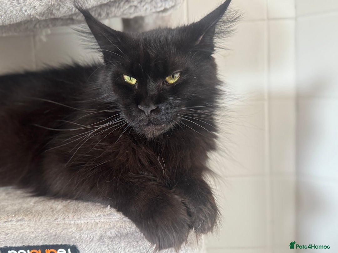 Maine Coon cats for sale: Mainecoon pure kittens  - Image 10