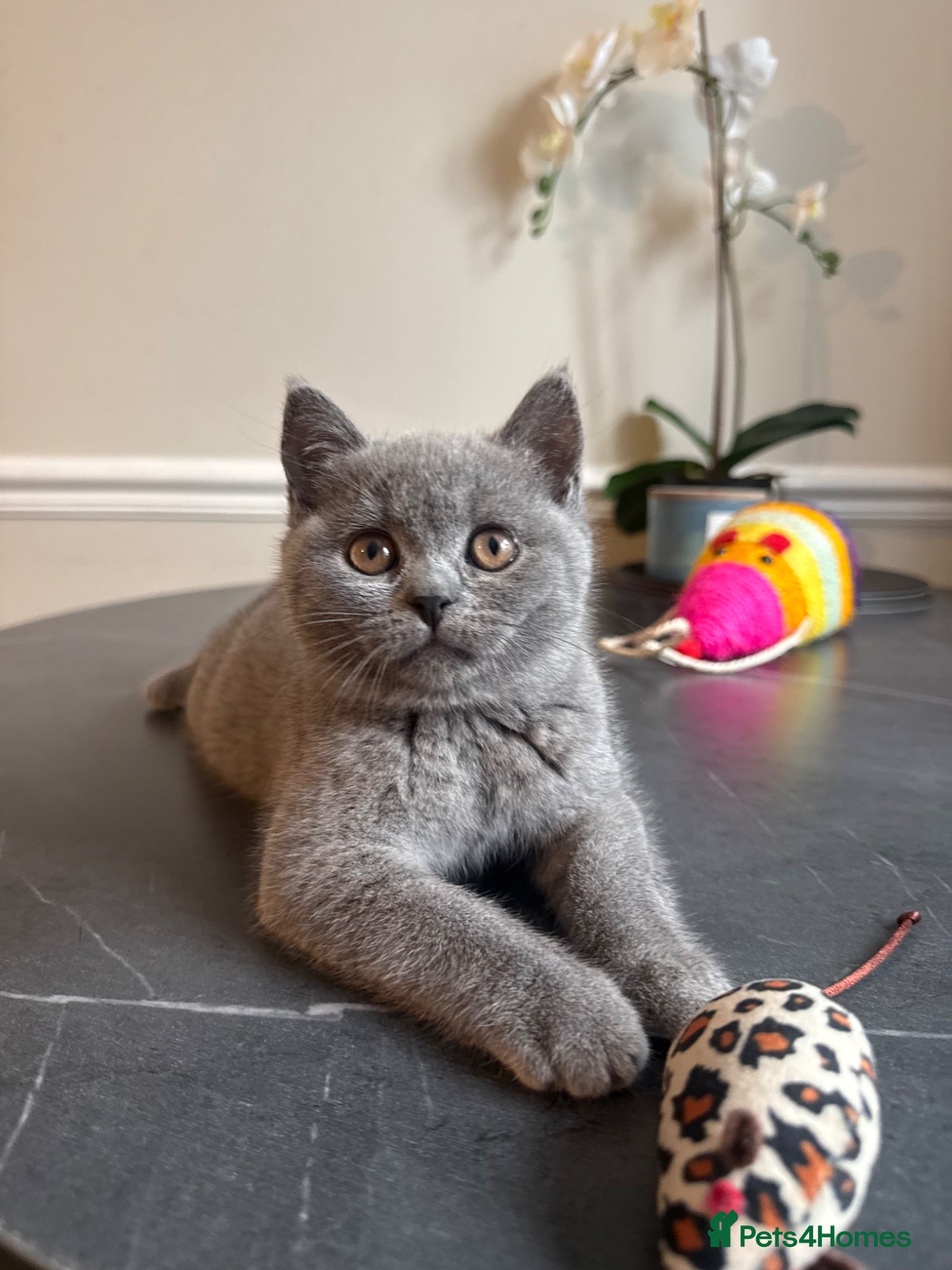 British Shorthair cats Beautiful British shorthair kitten - Advert 10