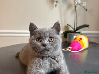 British Shorthair cats **£750** stunning British shorthair kitten - Advert 1