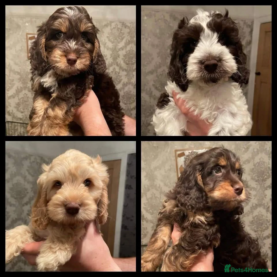 Miniature Poodle dogs for stud: KC registered / health tested / colour tested  in Bolton - Advert 13